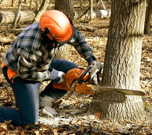 Tree Removal in Grantham, PA